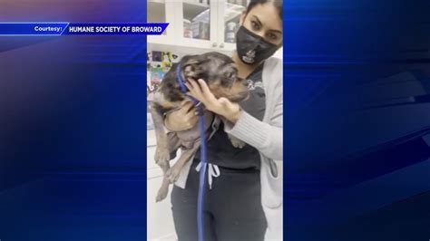 Man charged with animal cruelty after malnourished dogs found with eye injuries in Lauderhill
